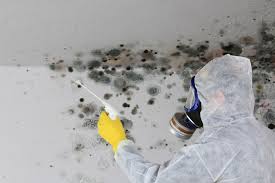 Best Mold Odor Removal Services  in Lake Sarasota, FL